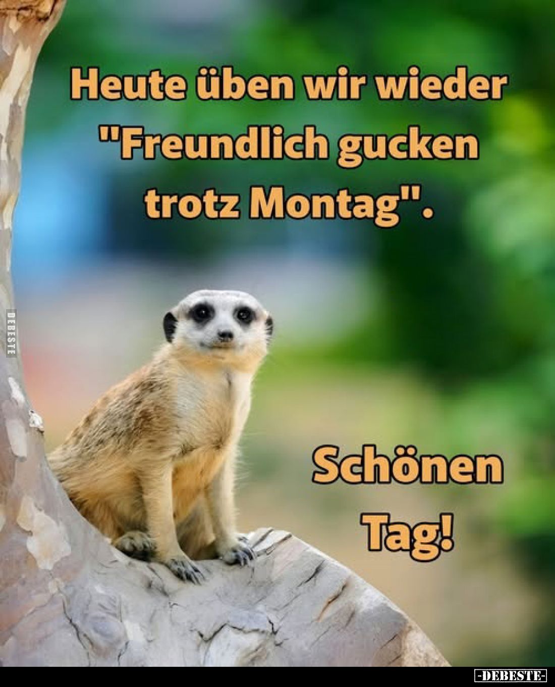 Heute üben wir wieder "Freundlich gucken trotz Montag".
Schönen Tag!