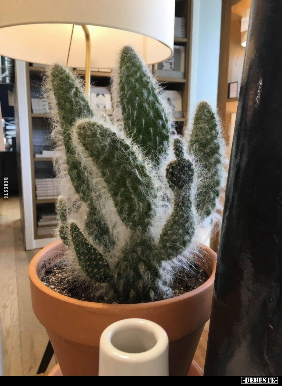  - Lustige Bilder | DEBESTE.de