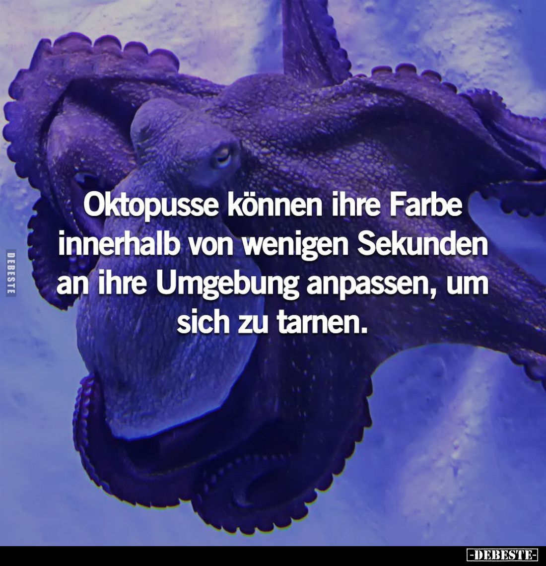 Oktopusse können ihre Farbe... - Lustige Bilder | DEBESTE.de