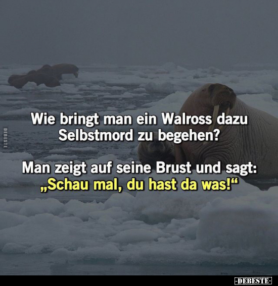 Wie bringt man ein Walross dazu Selbstmord zu begehen?.. - Lustige Bilder | DEBESTE.de