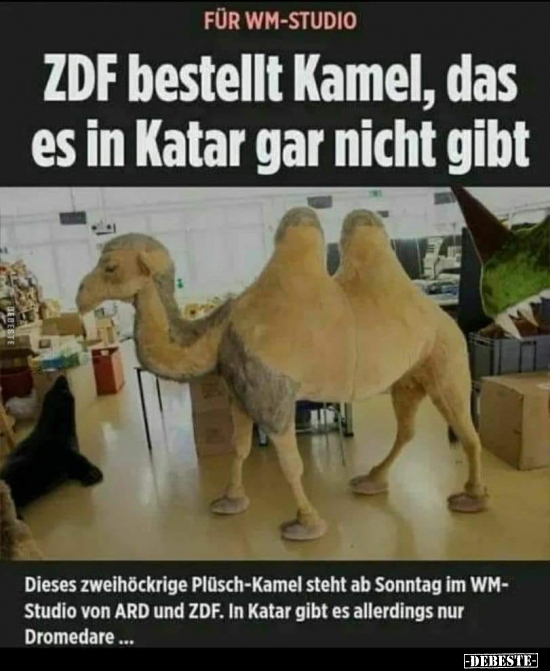 ZDF bestellt Kamel, das es in Katar gar nicht gibt.. - Lustige Bilder | DEBESTE.de