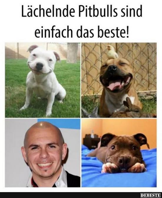 Pit Bull, Pitbull, Lächeln, Das Beste