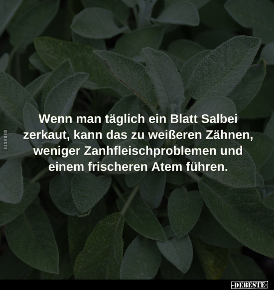 Wenn man täglich ein Blatt Salbei zerkaut.. - Lustige Bilder | DEBESTE.de