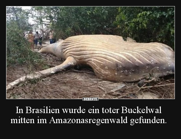 In Brasilien wurde ein toter Buckelwal mitten im.. - Lustige Bilder | DEBESTE.de