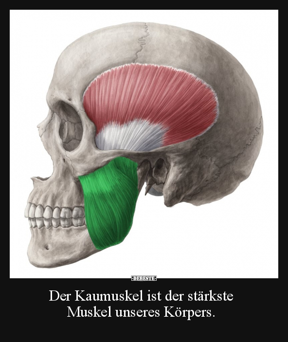 Der Kaumuskel ist der stärkste Muskel unseres Körpers... - Lustige Bilder | DEBESTE.de