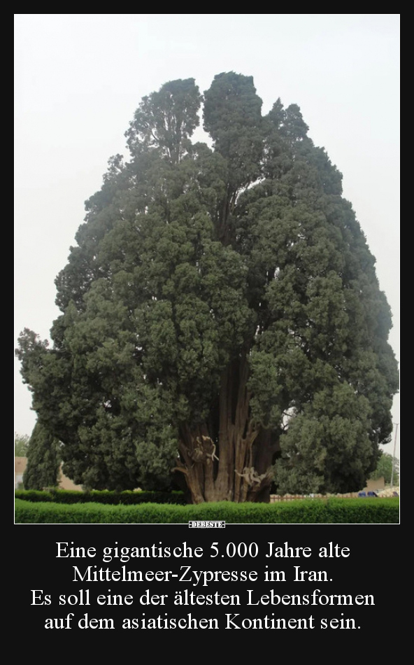 Eine gigantische 5.000 Jahre alte Mittelmeer-Zypresse im..
