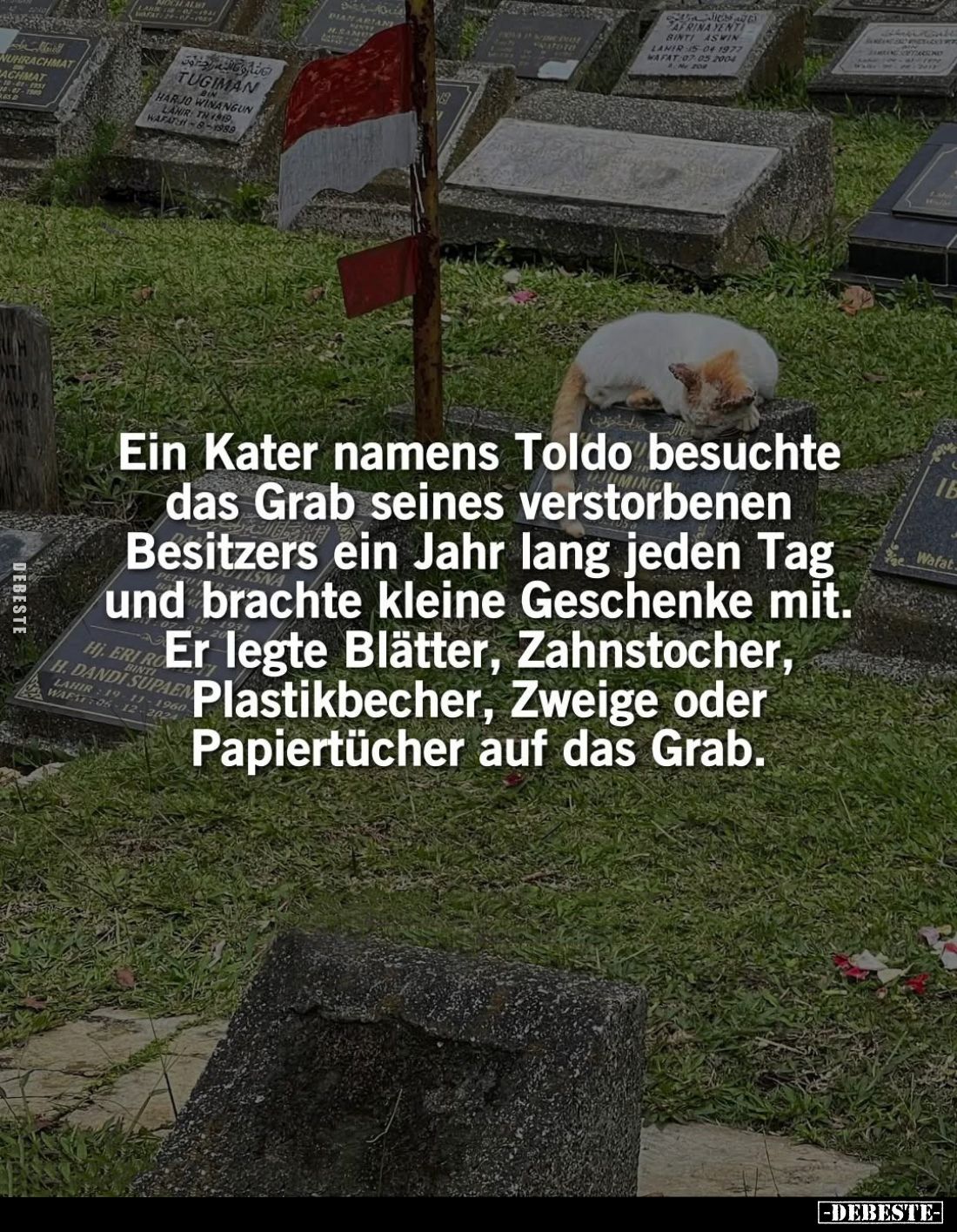 Ein Kater namens Toldo besuchte das Grab seines verstorbenen Besitzers ein Jahr lang jeden Tag und brachte kleine Geschenke m...