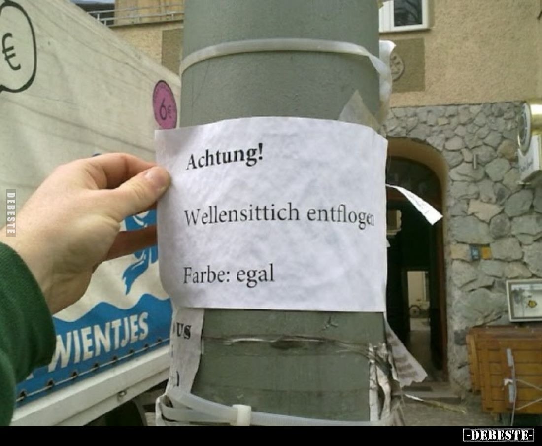 Achtung!
Wellensittich entfloge.
Farbe: egal.