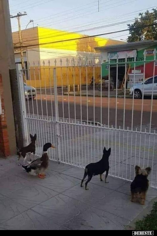  - Lustige Bilder | DEBESTE.de