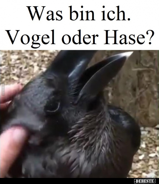 Was bin ich. Vogel oder Hase?.. - Lustige Bilder | DEBESTE.de