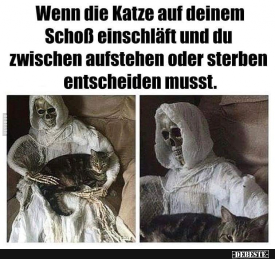 Wenn die Katze auf deinem Schoß einschläft und.. - Lustige Bilder | DEBESTE.de