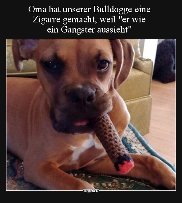 Oma hat unserer Bulldogge eine Zigarre gemacht, weil "er.." - Lustige Bilder | DEBESTE.de
