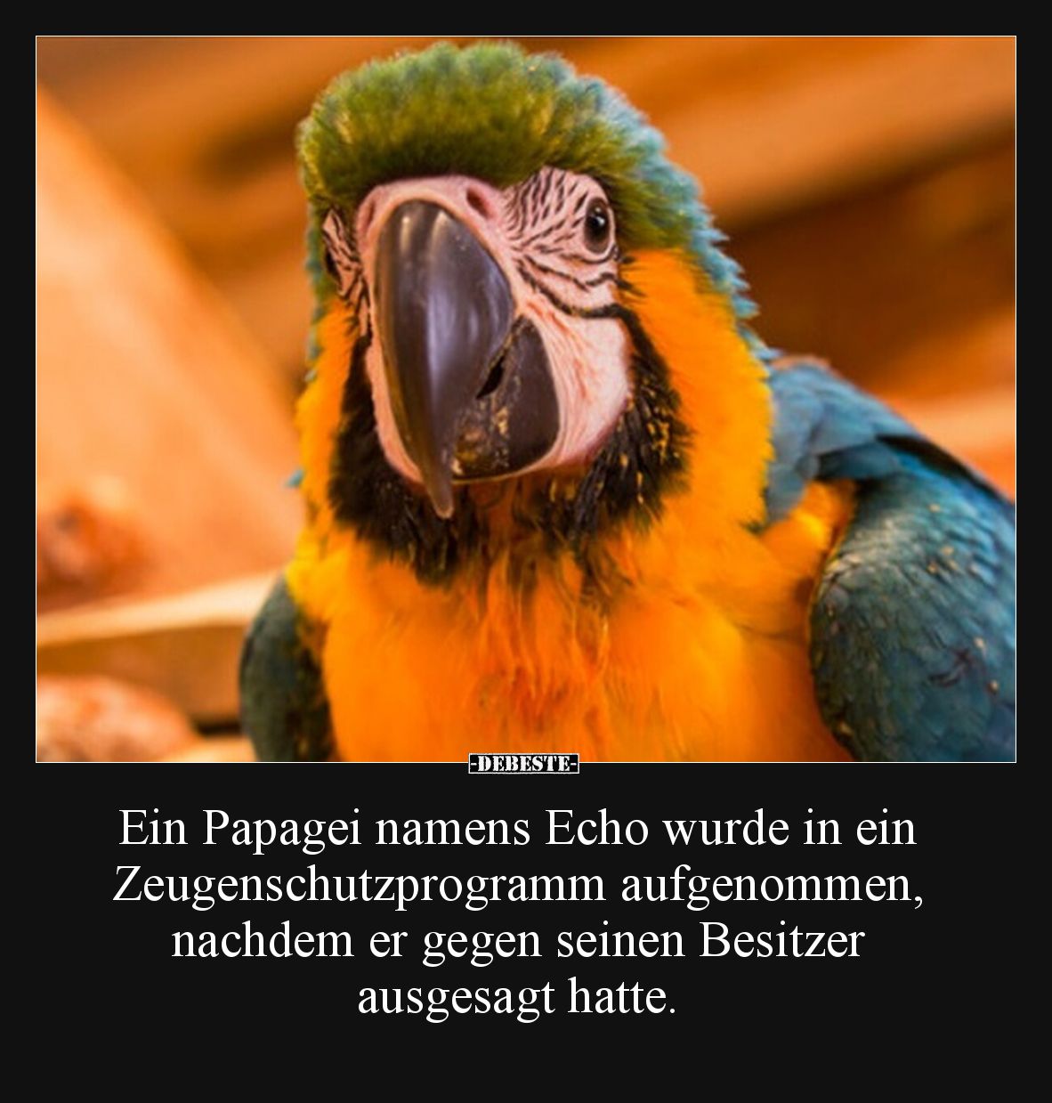 Ein Papagei namens Echo wurde in ein Zeugenschutzprogramm aufgenommen, nachdem er gegen seinen Besitzer ausgesagt hatte.