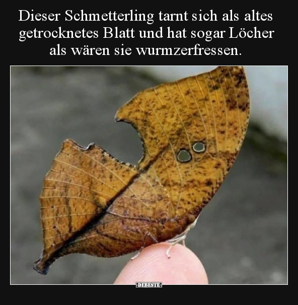 Dieser Schmetterling tarnt sich als altes getrocknetes.. - Lustige Bilder | DEBESTE.de