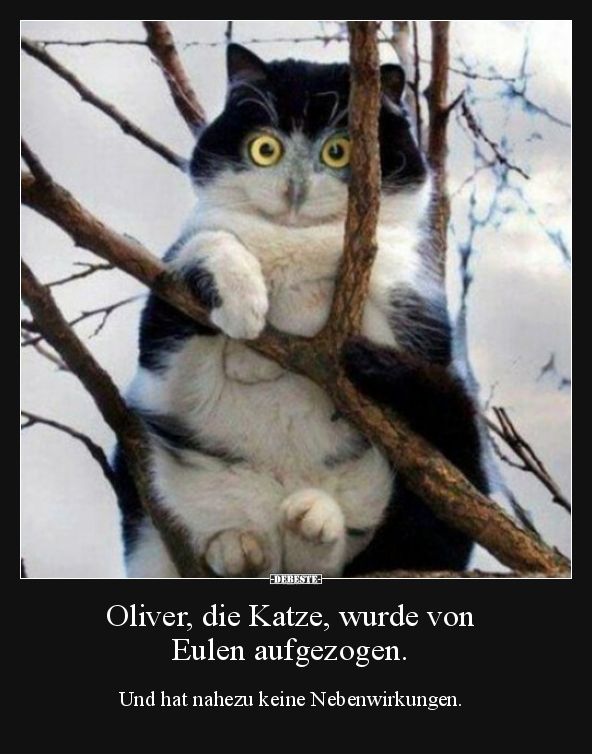 Oliver, die Katze, wurde von Eulen aufgezogen... - Lustige Bilder | DEBESTE.de