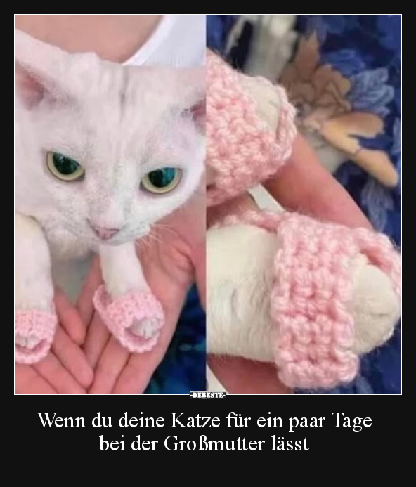 Katzen