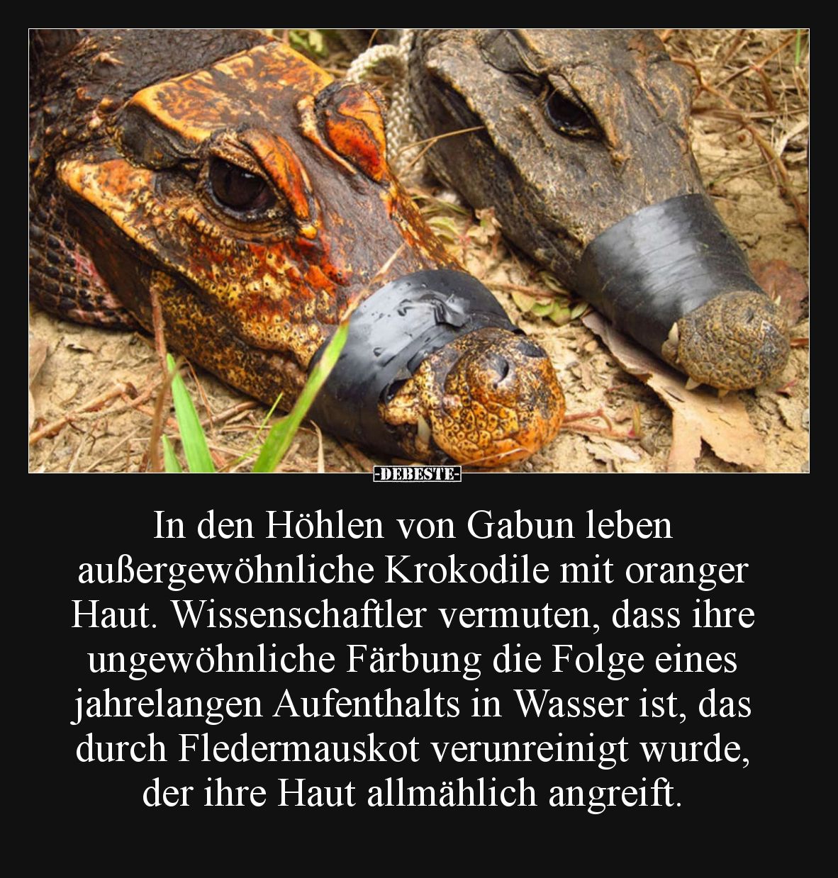 In den Höhlen von Gabun leben 
außergewöhnliche Krokodile mit oranger Haut. Wissenschaftler vermuten, dass ihre 
ungewöhnli...