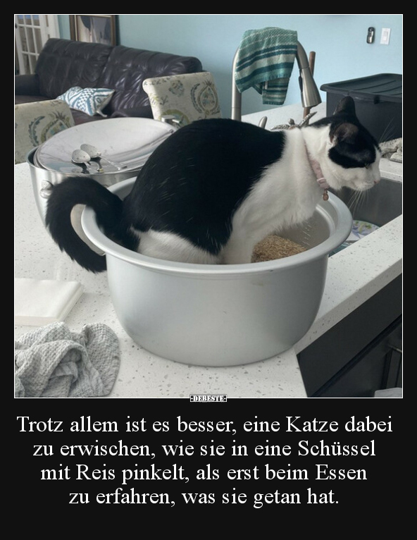 Trotz allem ist es besser, eine Katze dabei zu erwischen.. - Lustige Bilder | DEBESTE.de