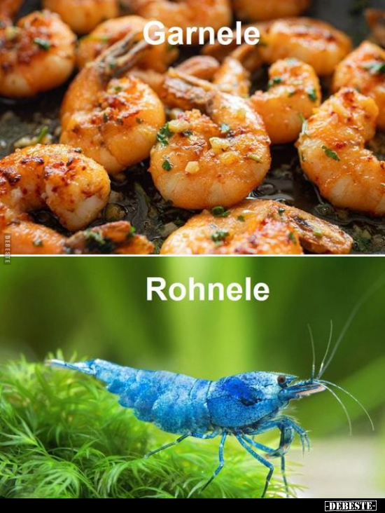 Garnele -
Rohnele