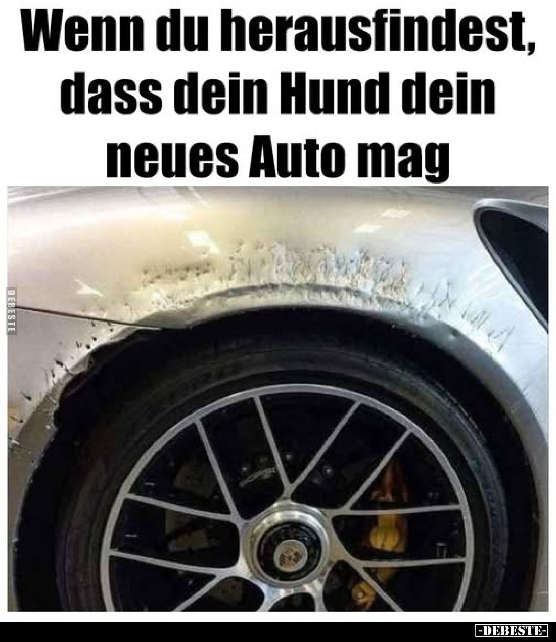 Wenn du herausfindest, dass dein Hund dein neues Auto mag
