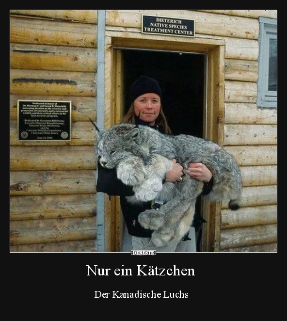 Nur ein Kätzchen...