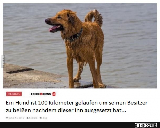 Ein Hund ist 100 Kilometer gelaufen um seinen Besitzer..
