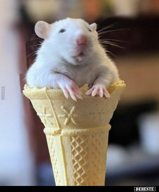  - Lustige Bilder | DEBESTE.de