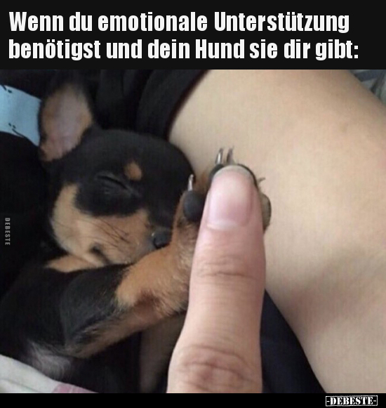 Wenn du emotionale Unterstützung benötigst und dein Hund.. - Lustige Bilder | DEBESTE.de