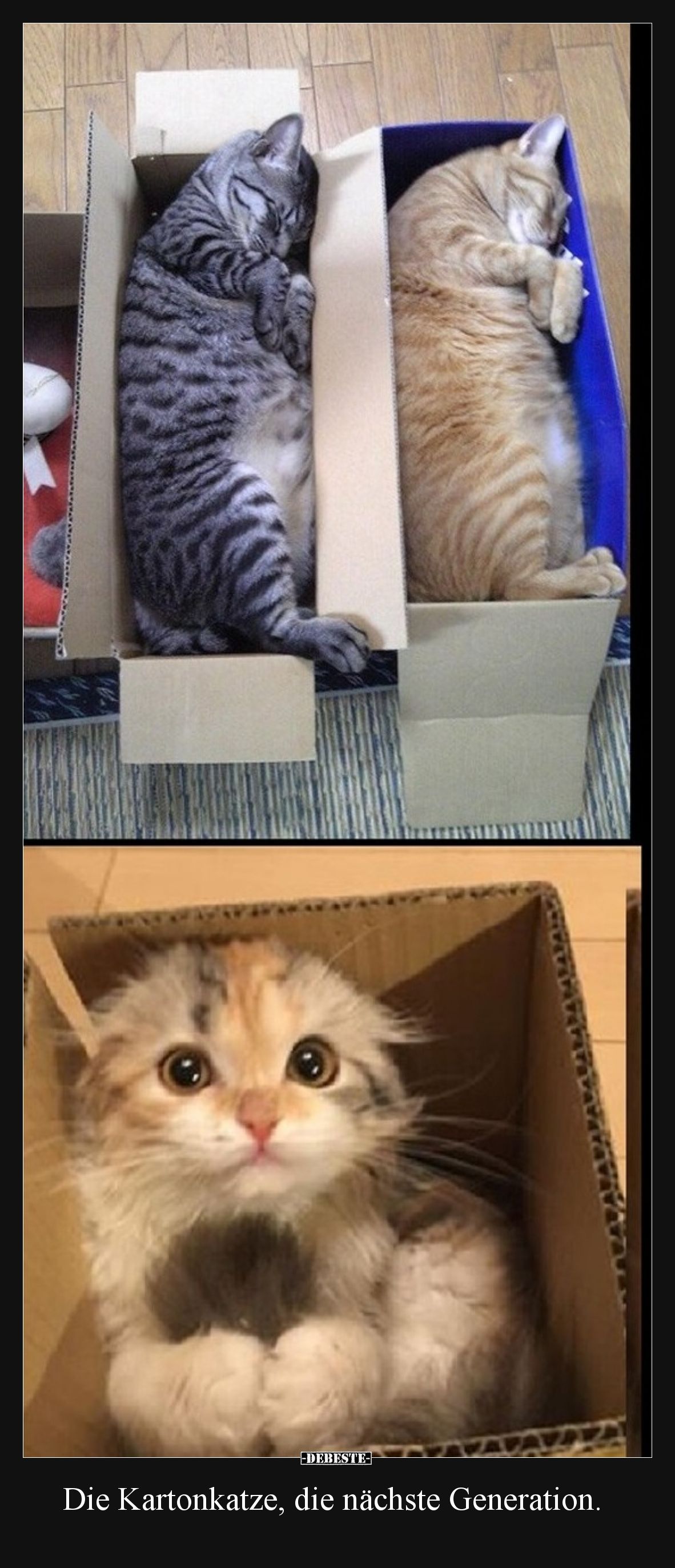 Die Kartonkatze, die nächste Generation.