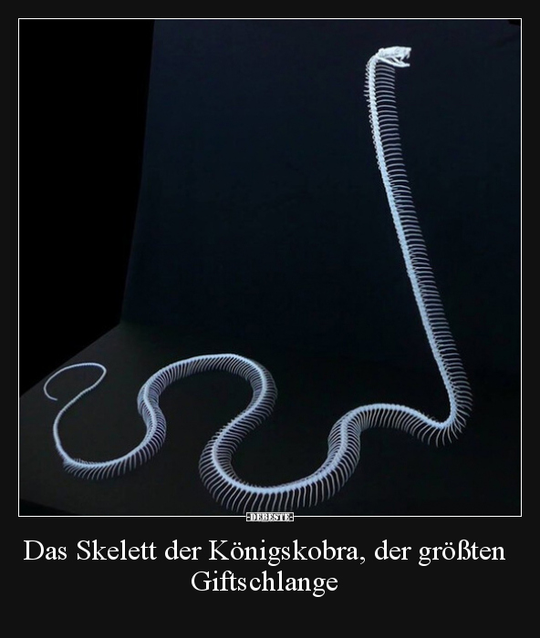 Das Skelett der Königskobra, der größten Giftschlange.. - Lustige Bilder | DEBESTE.de