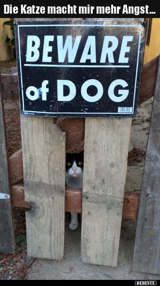 Die Katze macht mir mehr Angst...