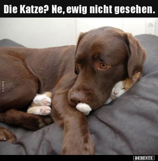 Die Katze? Ne, ewig nicht gesehen...