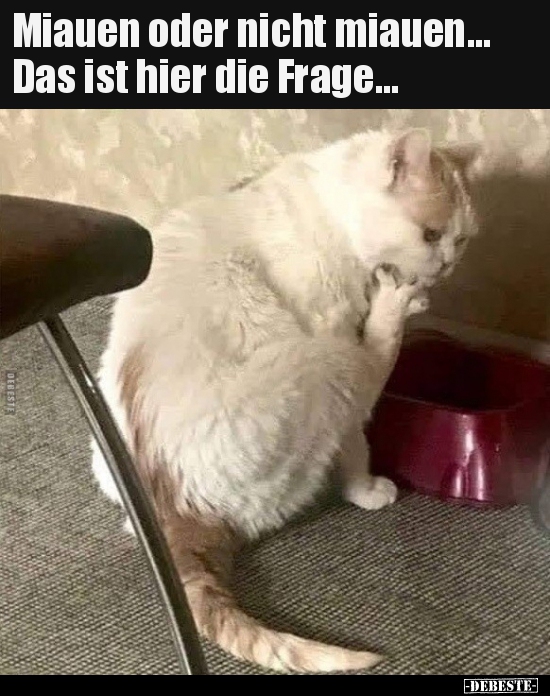 Miauen oder nicht miauen... Das ist hier die Frage...