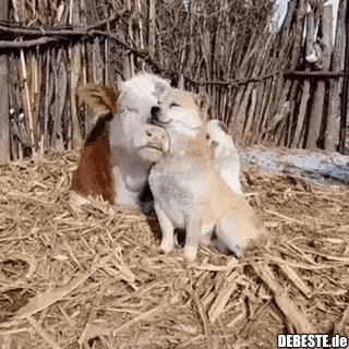 Hör nicht auf - habe ich nicht vor, bin Wiederkäuer..