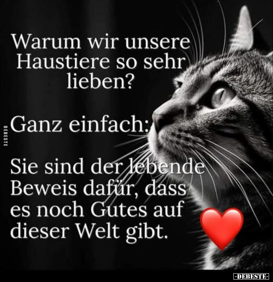 Warum wir unsere Haustiere so sehr lieben?
Ganz einfach:
Sie sind der lebende Beweis dafür, dass es noch Gutes auf dieser W...
