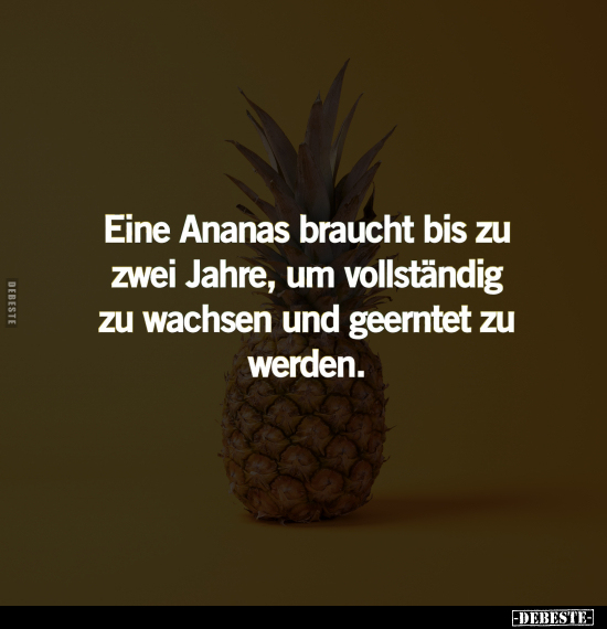 Eine Ananas braucht bis zu zwei Jahre.. - Lustige Bilder | DEBESTE.de