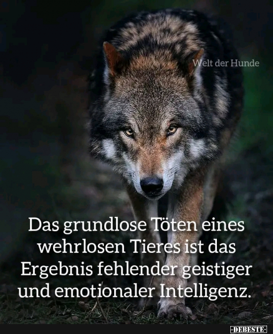  - Lustige Bilder | DEBESTE.de