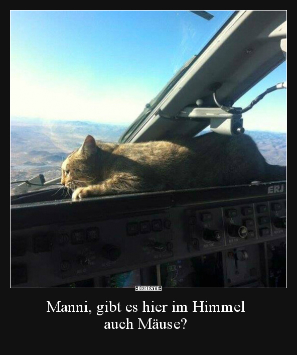 Manni, gibt es hier im Himmel auch Mäuse?.. - Lustige Bilder | DEBESTE.de