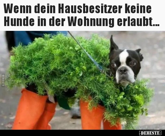 Wenn dein Hausbesitzer keine Hunde in der Wohnung.. - Lustige Bilder | DEBESTE.de