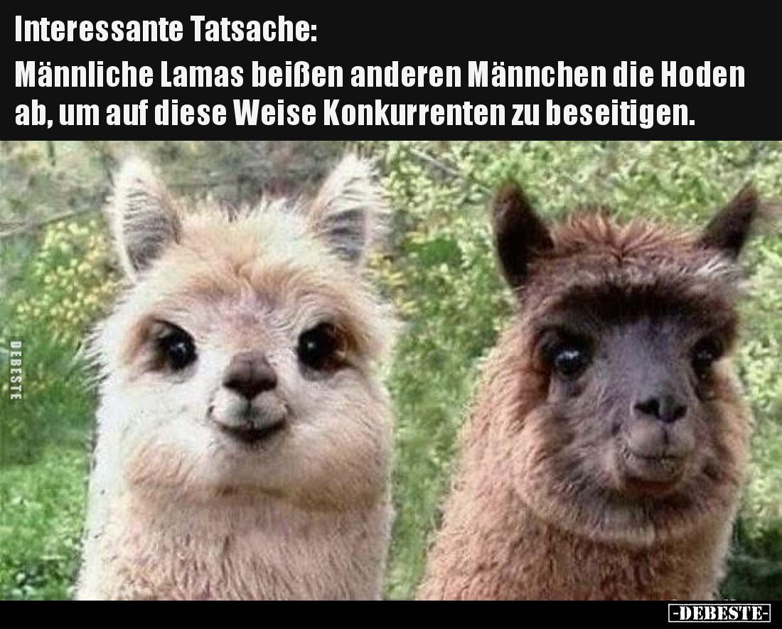 Interessante Tatsache: Männliche Lamas beißen anderen Männchen die Hoden ab, um auf diese Weise Konkurrenten zu beseitigen.