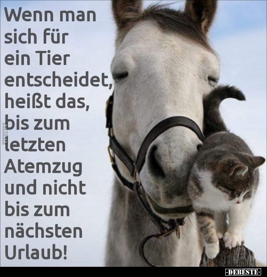 Wenn man sich für ein Tier entscheidet, heißt das.. - Lustige Bilder | DEBESTE.de