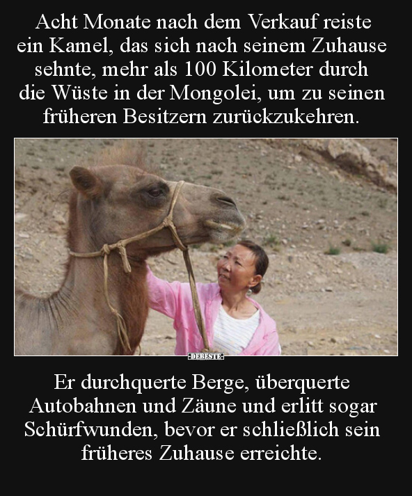 Acht Monate nach dem Verkauf reiste ein Kamel, das sich.. - Lustige Bilder | DEBESTE.de