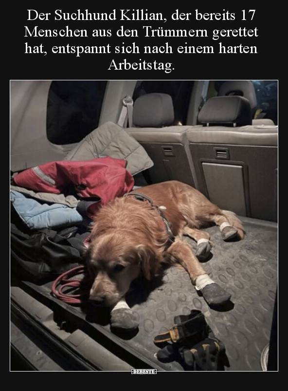 Der Suchhund Killian, der bereits 17 Menschen aus den.. - Lustige Bilder | DEBESTE.de