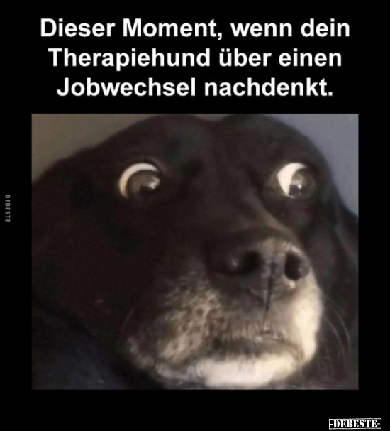 Dieser Moment, wenn dein Therapiehund über einen Jobwechsel.. - Lustige Bilder | DEBESTE.de
