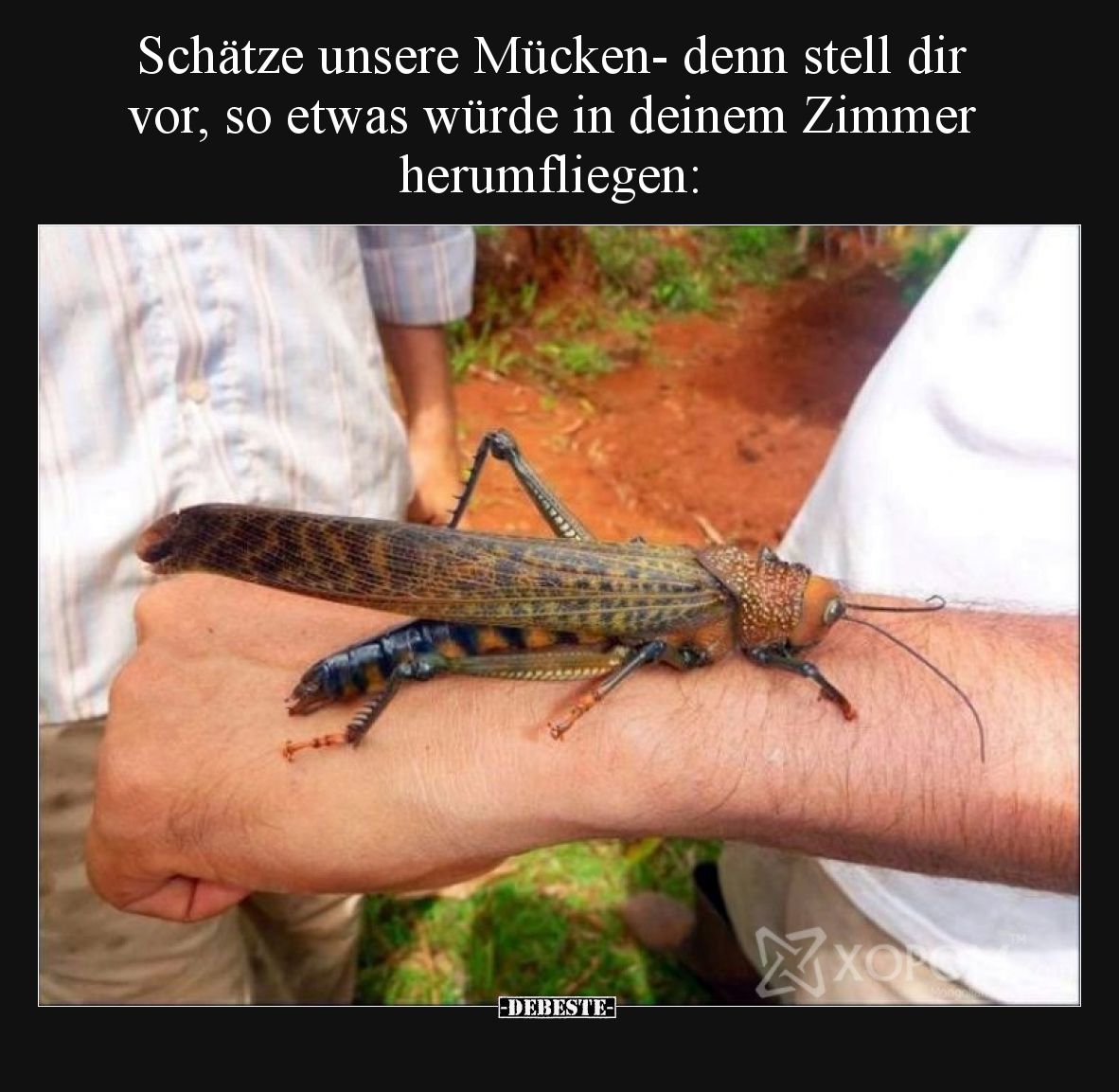 Schätze unsere Mücken- denn stell dir vor, so etwas würde in deinem Zimmer herumfliegen: