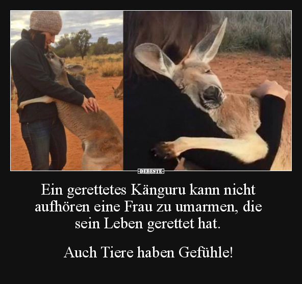 Ein gerettetes Känguru.. - Lustige Bilder | DEBESTE.de