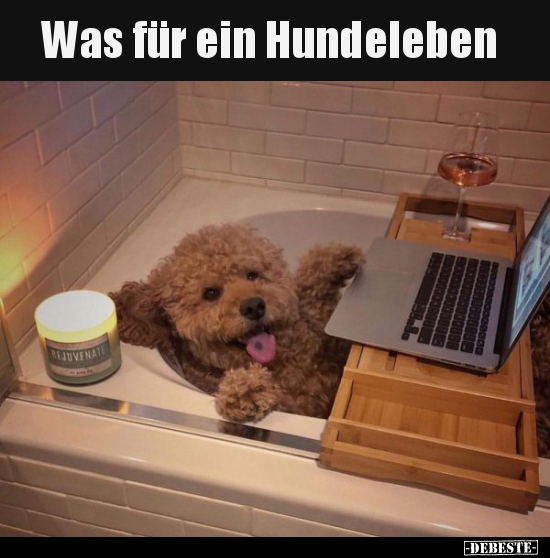 Was für ein Hundeleben..