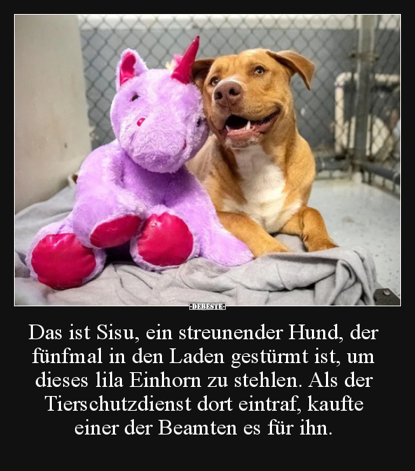 Das ist Sisu, ein streunender Hund, der fünfmal in den..