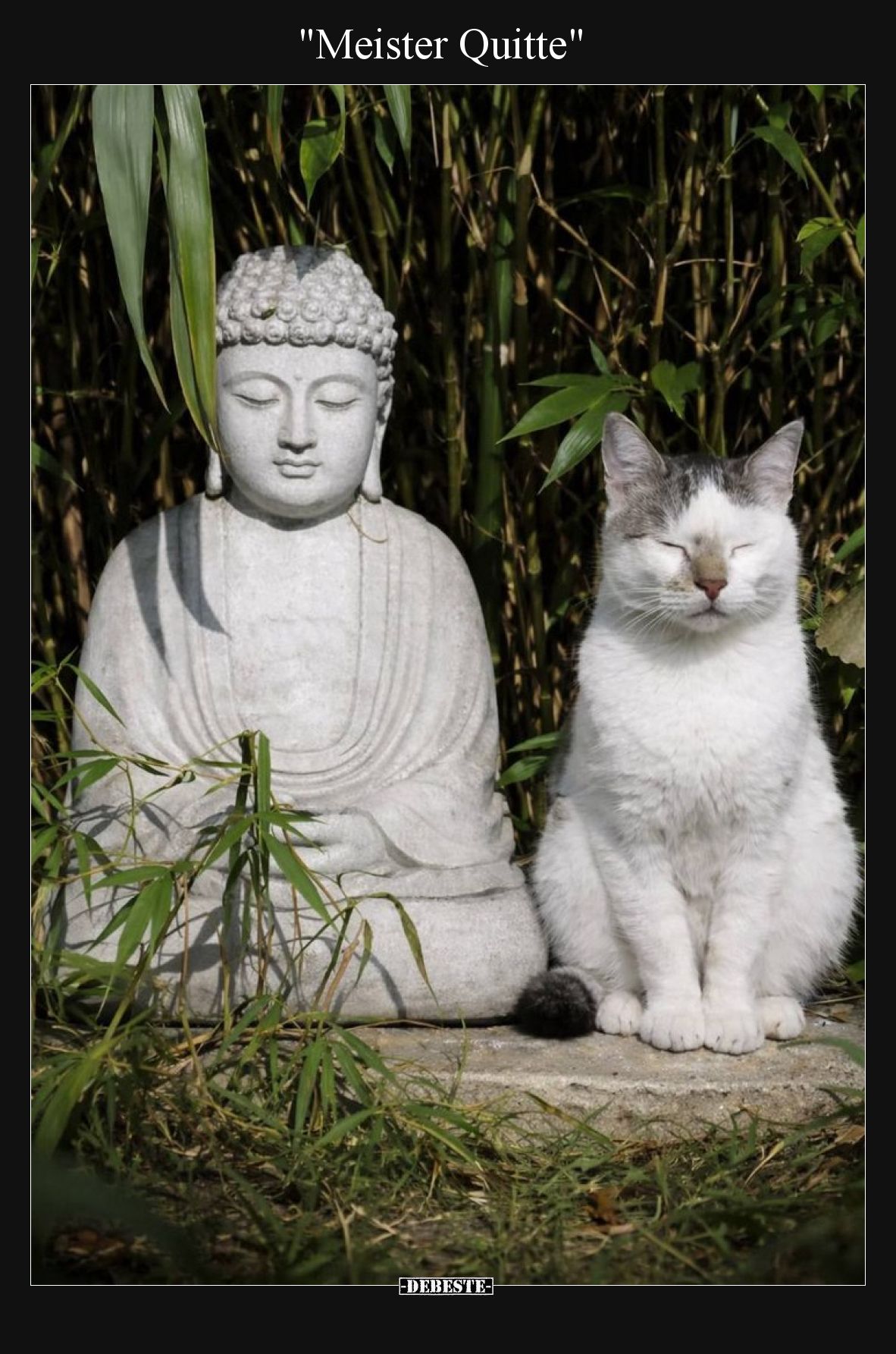 "Meister Quitte"..