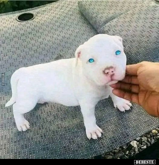  - Lustige Bilder | DEBESTE.de